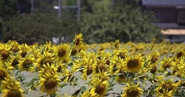 Sonnenblumen beim das Bauernhof sonnig Tag Tele Schuss video