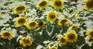 Sunflowers at the farm sunny day telephoto shot video