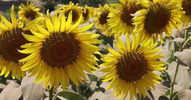 zonnebloemen Bij de boerderij zonnig dag video