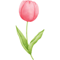 Aquarell Rosa Tulpe Illustration png