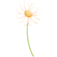 Watercolor Daisy Illustration png