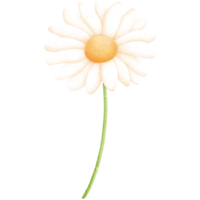 Watercolor Daisy Illustration png