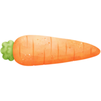 Watercolor Carrot Illustration png