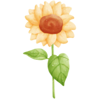 ilustración de girasol acuarela png