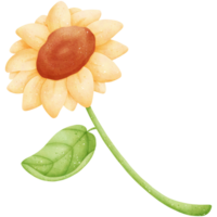 acquerello girasole illustrazione png