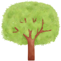 ilustración de árbol de acuarela png