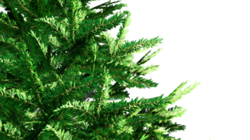 3d christmas tree branches isolated png