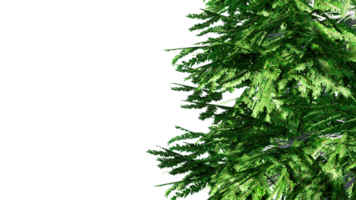 3d christmas tree branches isolated png