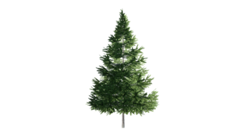 bellissimo 3d alberi isolato, uso per visualizzazione nel architettonico design o giardino decorare png