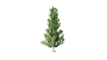 Beautiful 3D Trees Isolated, Use for visualization in architectural design or garden decorate png