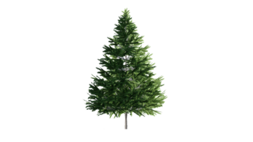 bellissimo 3d alberi isolato, uso per visualizzazione nel architettonico design o giardino decorare png