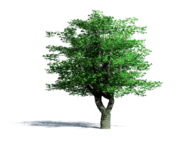 Beautiful 3D Trees Isolated , Use for visualization in architectural design or garden decorate png