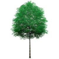 Beautiful 3D Trees Isolated , Use for visualization in architectural design or garden decorate png