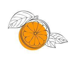 Citrus Orange fruit, hand drawn doodle, orange fruit with leaf, contour sketch with orange spot, isolated. vector