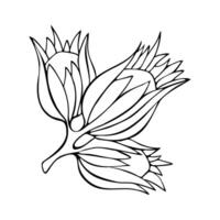 Hazel hazelnut hand drawn contour drawing linear doodling, isolated, on a white background. vector