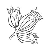 Hazel hazelnut hand drawn contour drawing linear doodling, isolated, on a white background. vector