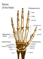 Frontal view image of bones the of hand with anotations. vector