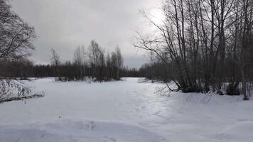 Winter nature on the lake, forest all around. High quality 4k footage video