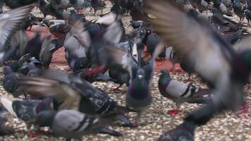 flock av duvor flygande till äta vete utfodra på betong golv video