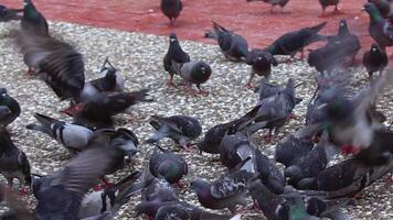 troupeau de pigeons en volant à manger blé alimentation sur béton sol video