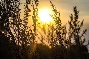 warm summer background of the sun with flowering wormwood photo
