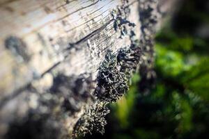 photo of moss covering old board