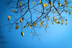 branch with the remains of yellowed autumn leaves photo