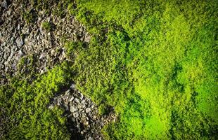 moss texture on the old asphalt surface photo