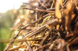 Abstract background of a bunch of straw photo