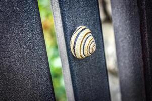 background of a grape snail on a gray square tube photo