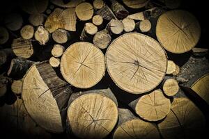 the texture of wooden slices photo