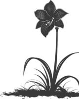 AI generated Silhouette amaryllis flower in the ground black color only vector