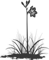 AI generated Silhouette amaryllis flower in the ground black color only vector