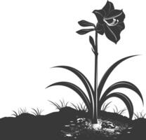 AI generated Silhouette amaryllis flower in the ground black color only vector