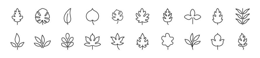 Collection of thin line icons of leaf. Editable stroke. Simple linear illustration for web sites, newspapers, articles book vector