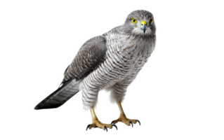 AI generated Goshawk Gaze On Transparent Background. png