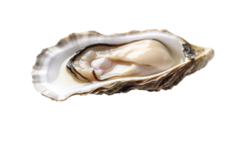 AI generated Oyster Elegance On Transparent Background. png