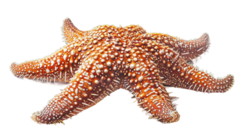 ai gerado orastra reticulatus em transparente fundo png