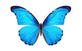 ai généré bleu papillon sur transparent Contexte png