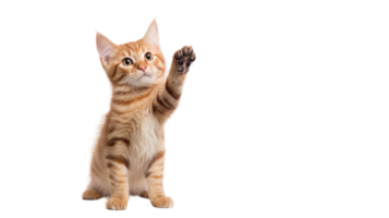 AI generated Cat High Five On Transparent Background png