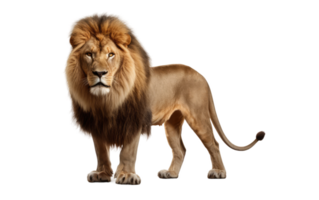 ai généré Lion image sur transparent Contexte. png