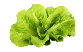 AI generated Crisp Lettuce Leaves On Transparent Background png