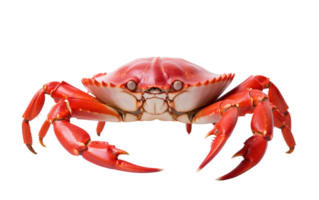 AI generated Crab Realism On Transparent Background. png