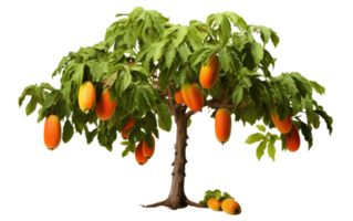 ai genererad papaya träd på transparent bakgrund. png