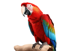 AI generated Parrot Image On Transparent Background. png