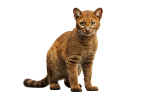 ai generiert Jaguarundi Bild auf transparent Hintergrund. png