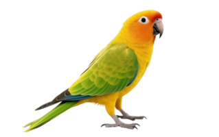 AI generated Colorful Parrot Perched On Transparent Background. png