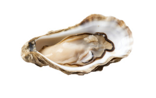 AI generated Ocean Oyster On Transparent Background. png