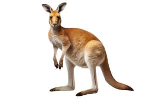 AI generated Kangaroo Portrait On Transparent Background. png