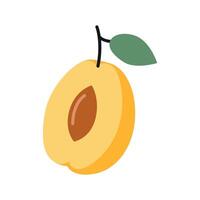 Half of an apricot fruit with pit and leaf, cartoon style. Vector illustration isolated on white background, hand drawn, flat design